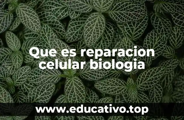 Que es reparacion celular biologia