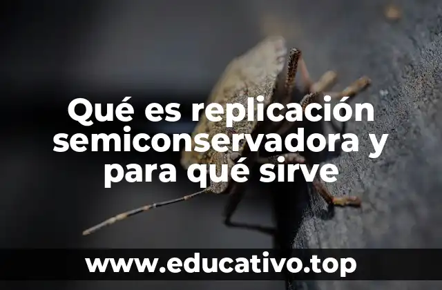 Qué es replicación semiconservadora y para qué sirve