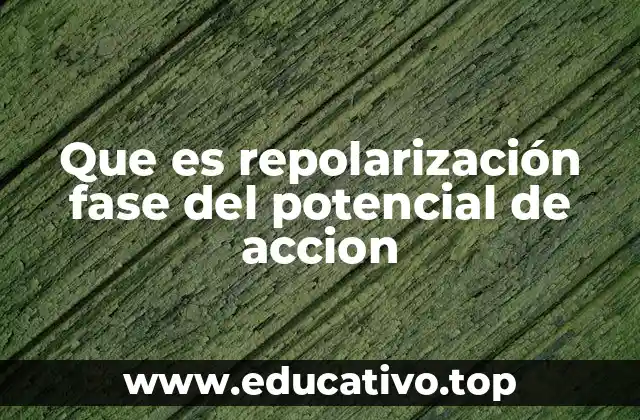 La importancia de la repolarización en la fisiología celular