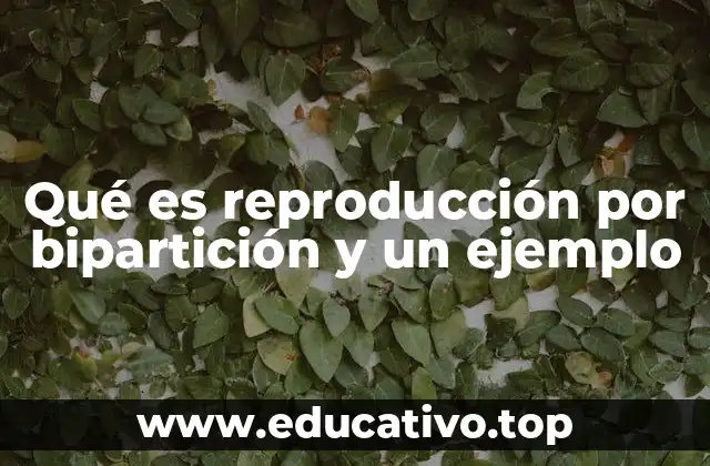 Qué es reproducción por bipartición y un ejemplo