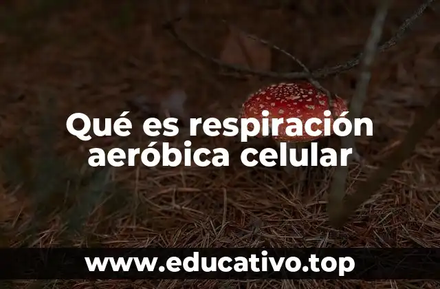 Qué es respiración aeróbica celular