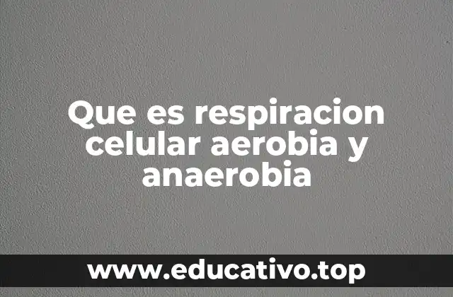Que es respiracion celular aerobia y anaerobia