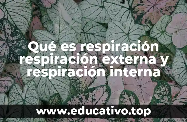 Qué es respiración respiración externa y respiración interna