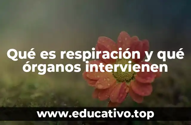 Qué es respiración y qué órganos intervienen