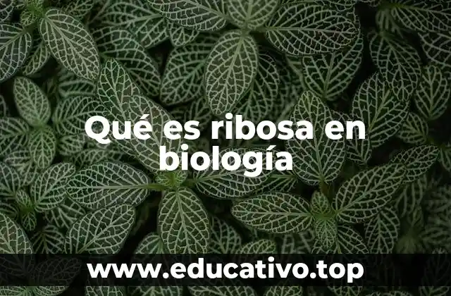 Qué es ribosa en biología