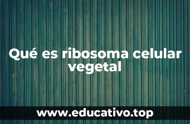 Qué es ribosoma celular vegetal