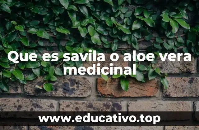 El poder del aloe vera en la salud y la belleza