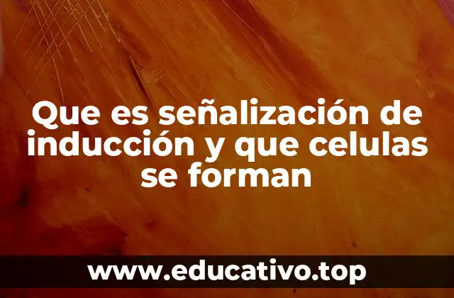 Que es señalización de inducción y que celulas se forman