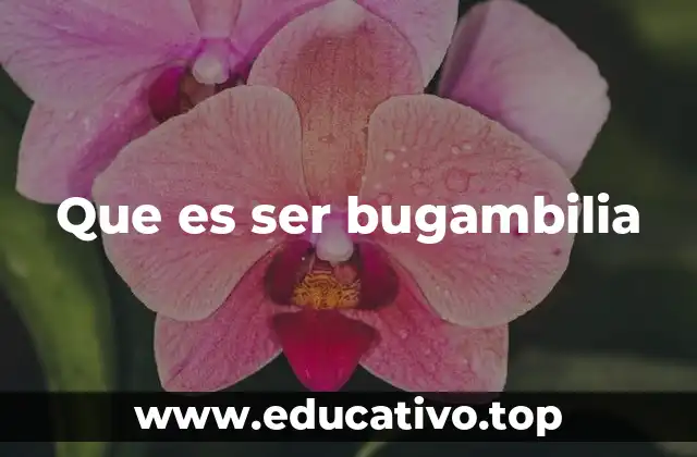Que es ser bugambilia