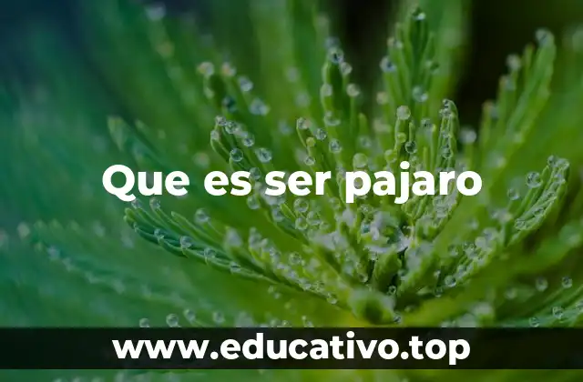 Que es ser pajaro