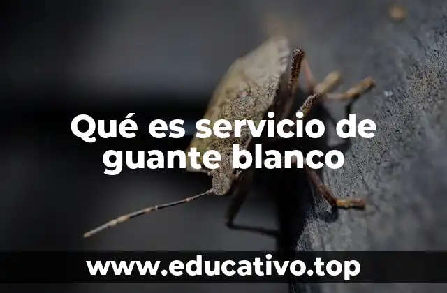 Cómo se distingue el servicio de guante blanco de otros tipos de atención