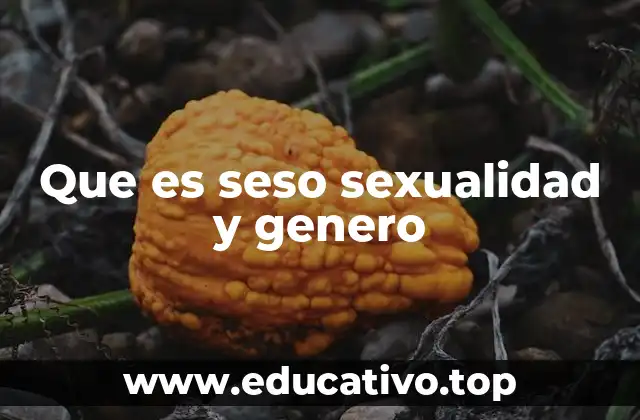 Que es seso sexualidad y genero
