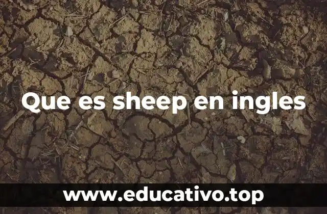Que es sheep en ingles