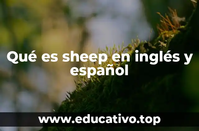 Qué es sheep en inglés y español