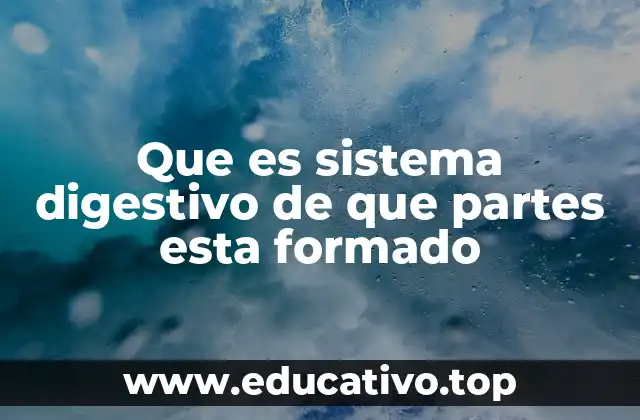 La importancia de la digestión en el organismo humano