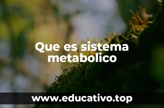 Que es sistema metabolico