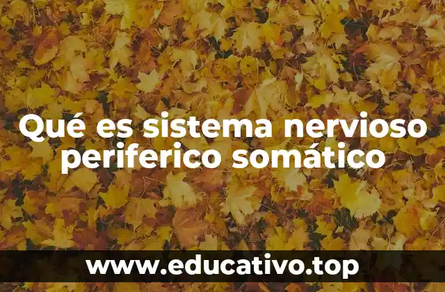 Qué es sistema nervioso periferico somático
