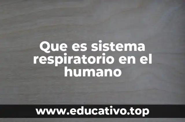 Que es sistema respiratorio en el humano
