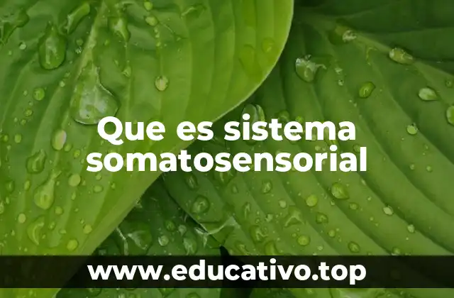 Que es sistema somatosensorial