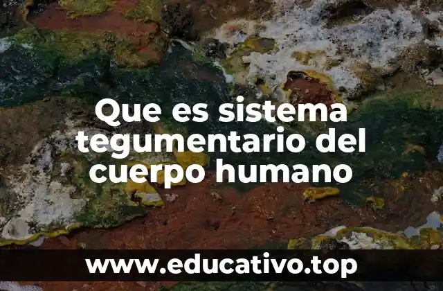 Que es sistema tegumentario del cuerpo humano