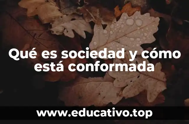 Qué es sociedad y cómo está conformada