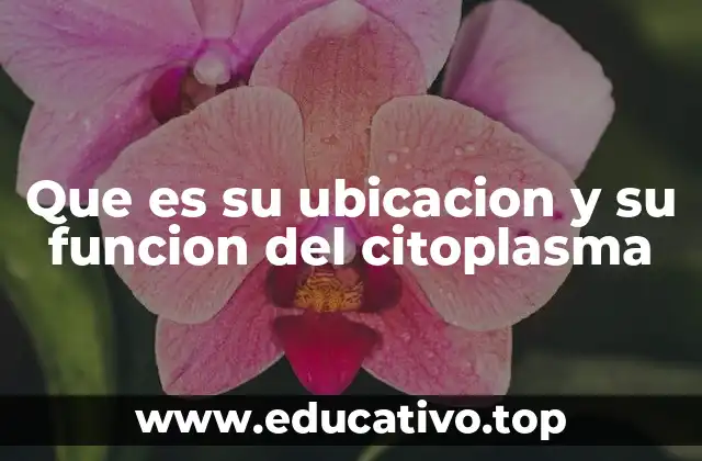 Que es su ubicacion y su funcion del citoplasma