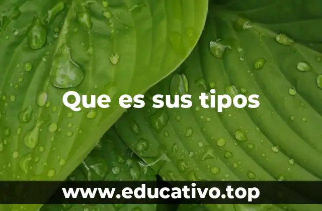 Que es sus tipos