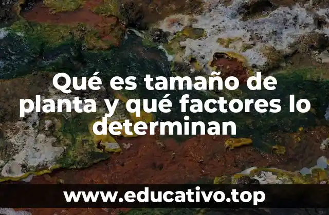 Qué es tamaño de planta y qué factores lo determinan