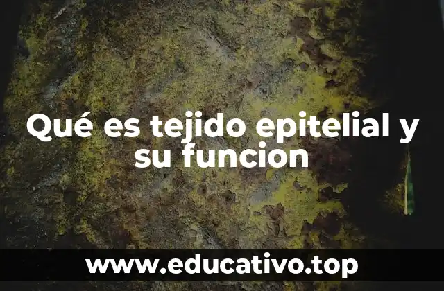 Qué es tejido epitelial y su funcion