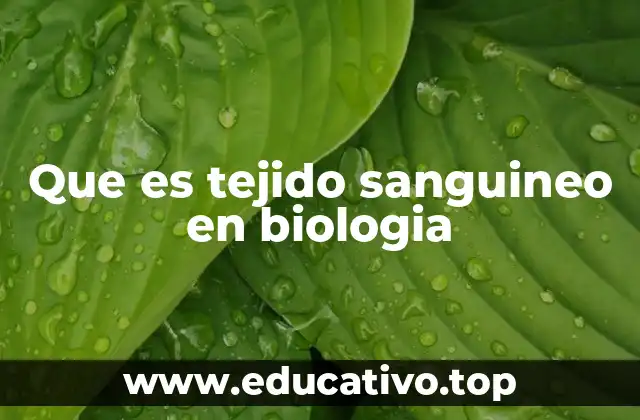 Que es tejido sanguineo en biologia
