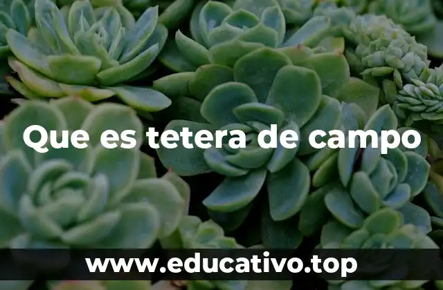 Que es tetera de campo