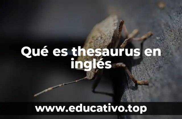 Qué es thesaurus en inglés