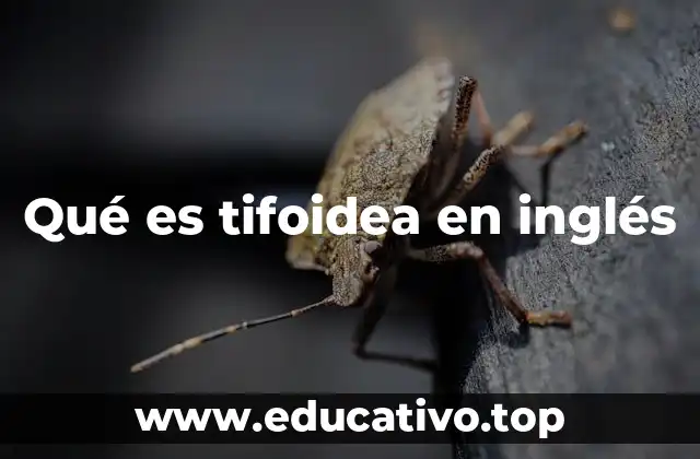 Qué es tifoidea en inglés