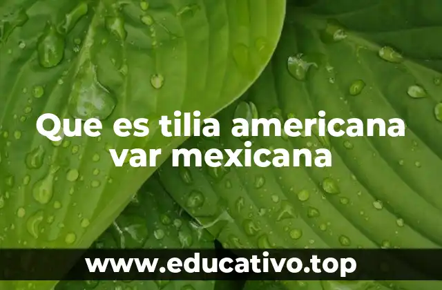 Que es tilia americana var mexicana