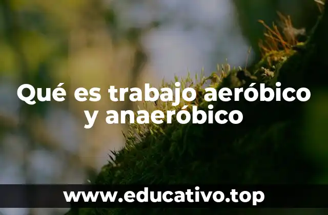 Diferencias entre los sistemas energéticos del cuerpo humano