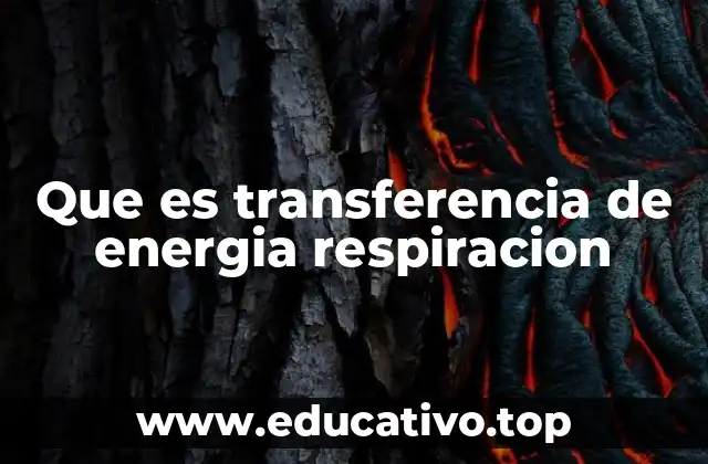 Que es transferencia de energia respiracion