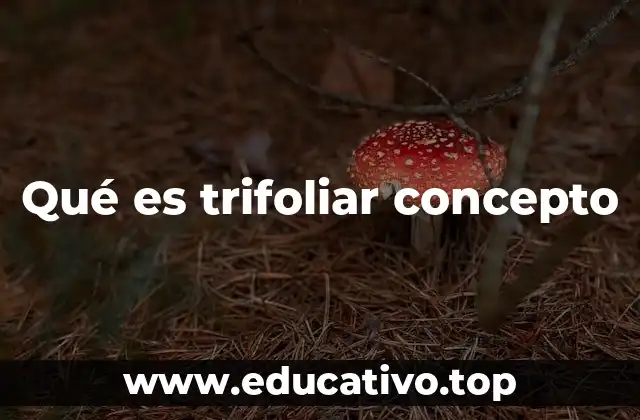 Qué es trifoliar concepto