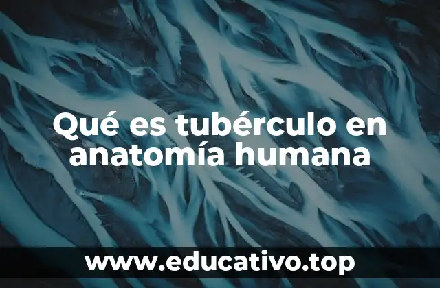 Qué es tubérculo en anatomía humana