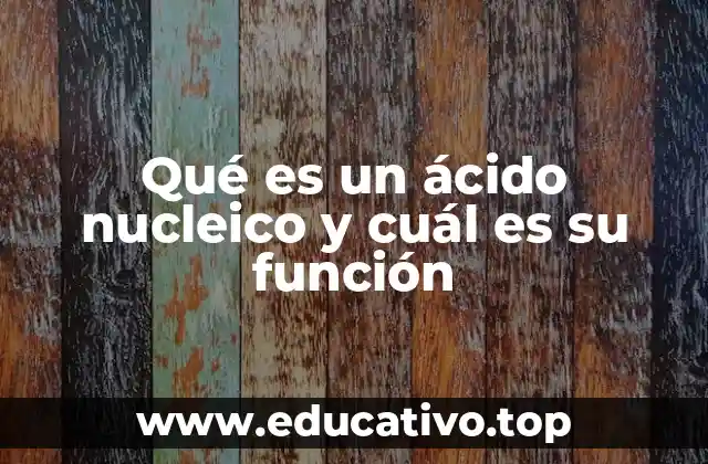 Qué es un ácido nucleico y cuál es su función