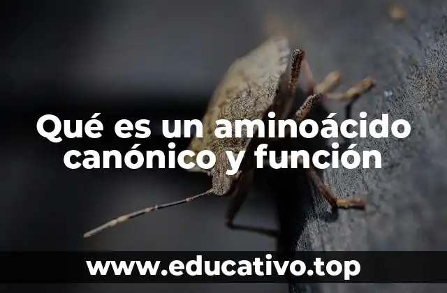 Qué es un aminoácido canónico y función