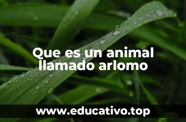 El misterio detrás de la palabra arlomo