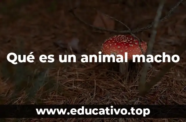Qué es un animal macho