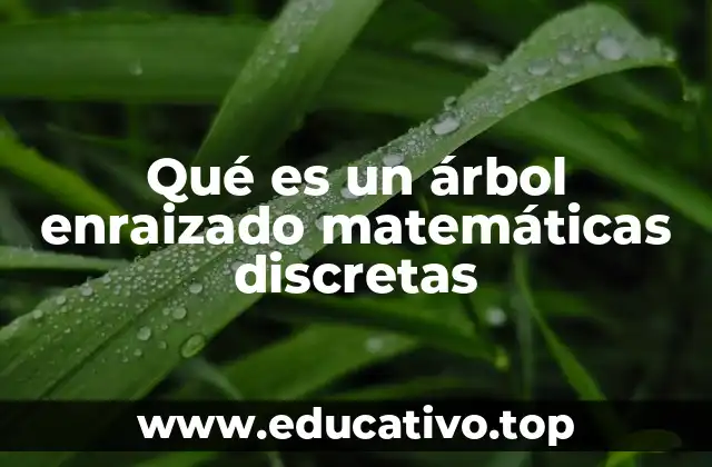 Qué es un árbol enraizado matemáticas discretas
