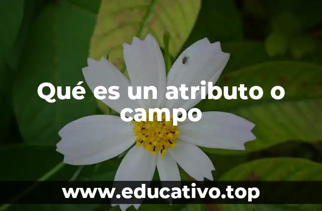 Qué es un atributo o campo