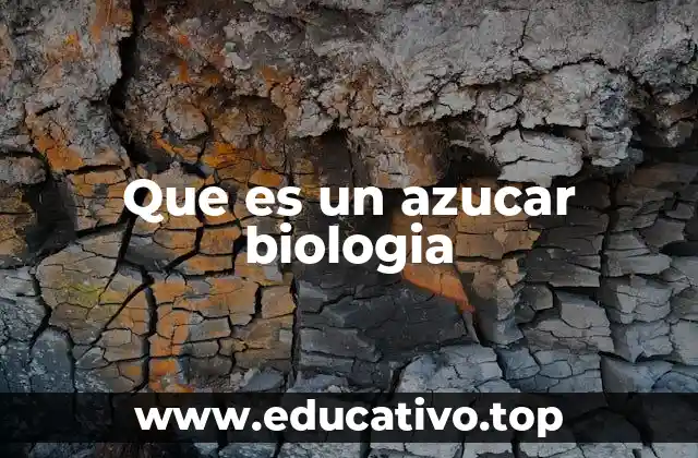 Los azúcares como componentes clave en los procesos biológicos