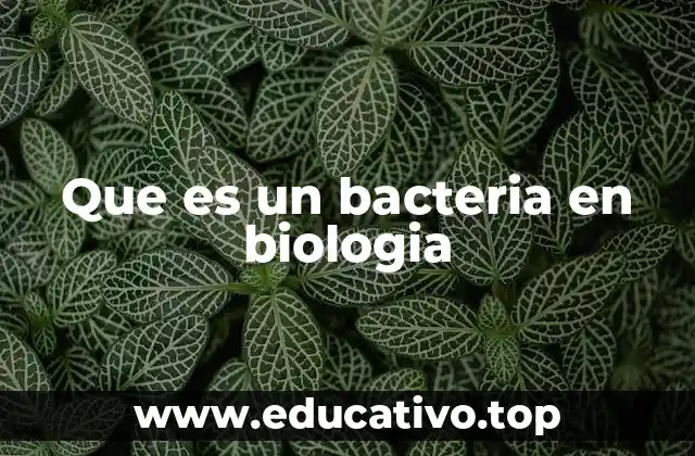 Que es un bacteria en biologia