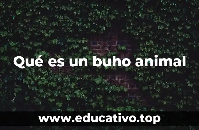 Qué es un buho animal