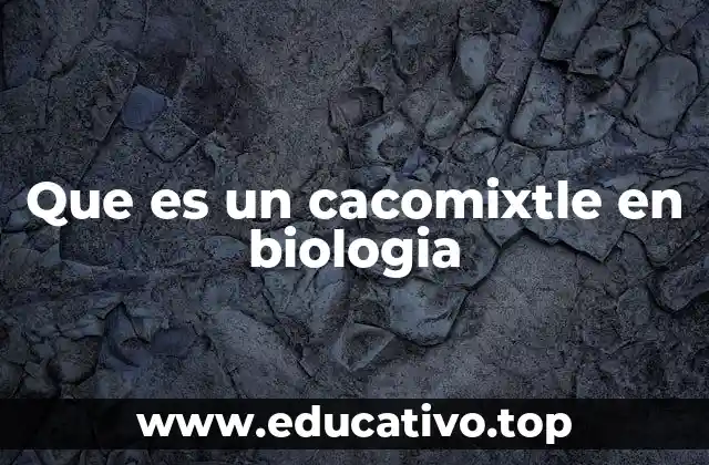 Que es un cacomixtle en biologia