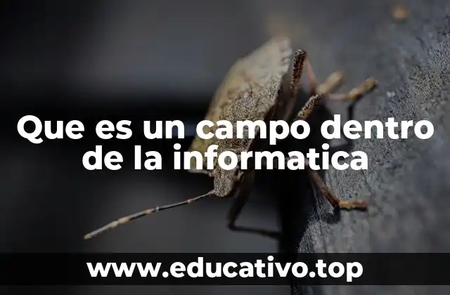 Que es un campo dentro de la informatica