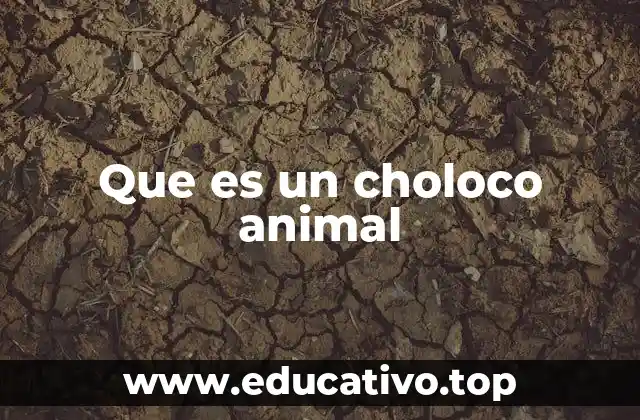 Que es un choloco animal